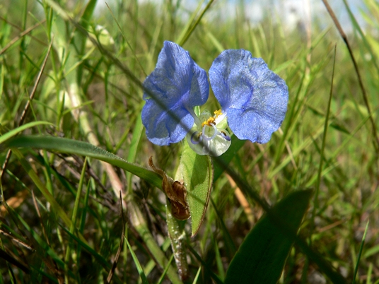 {Commelina erecta}